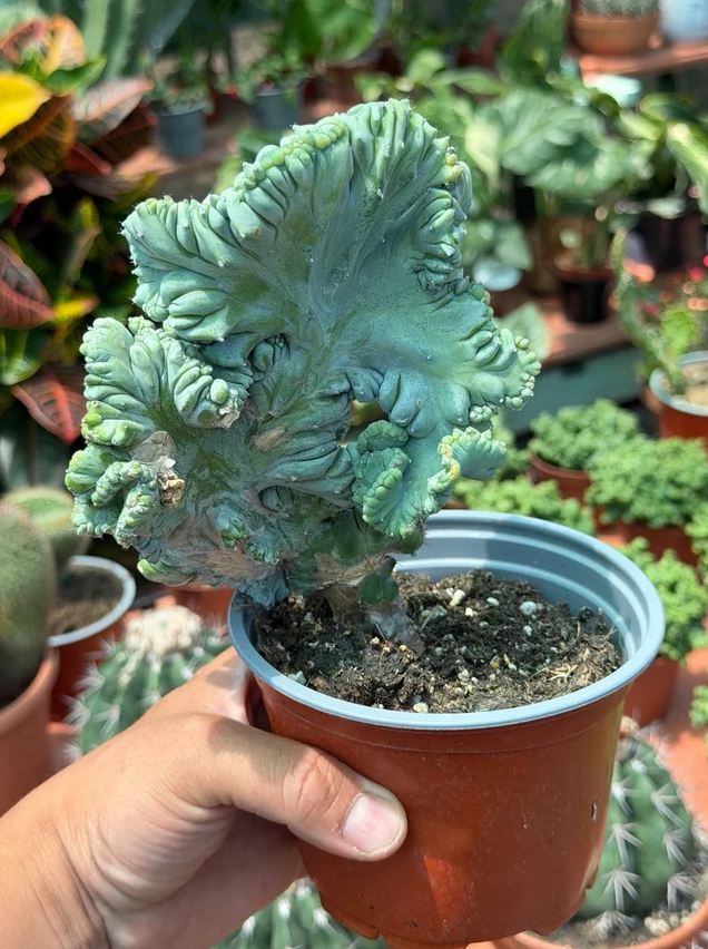 13cm Potted Cactus Plant