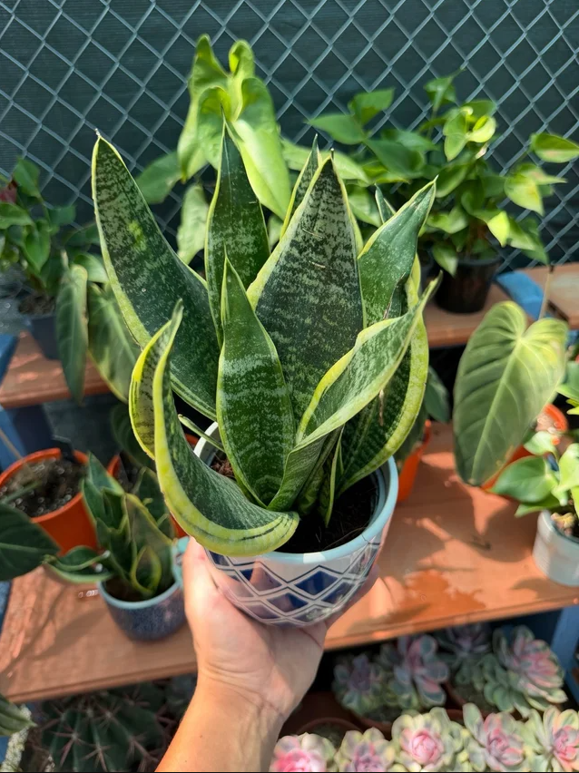 Sansevieria in Decorative Pot