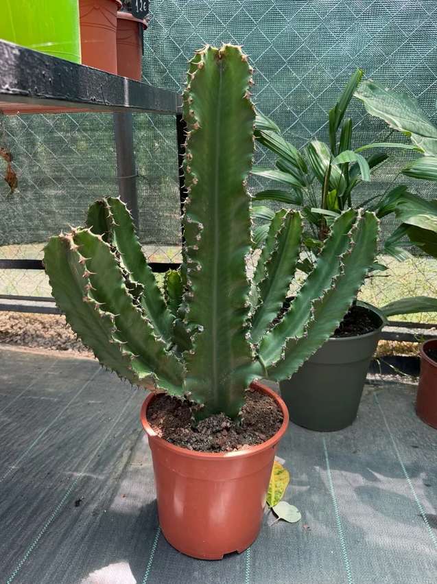 21cm Potted Euphorbia Plant