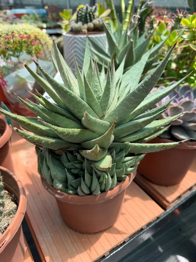 17cm Potted Succulent Plant